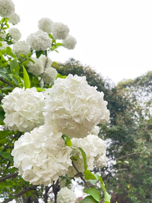琼花怎么嫁接，琼花怎么嫁接中华木绣球视频？