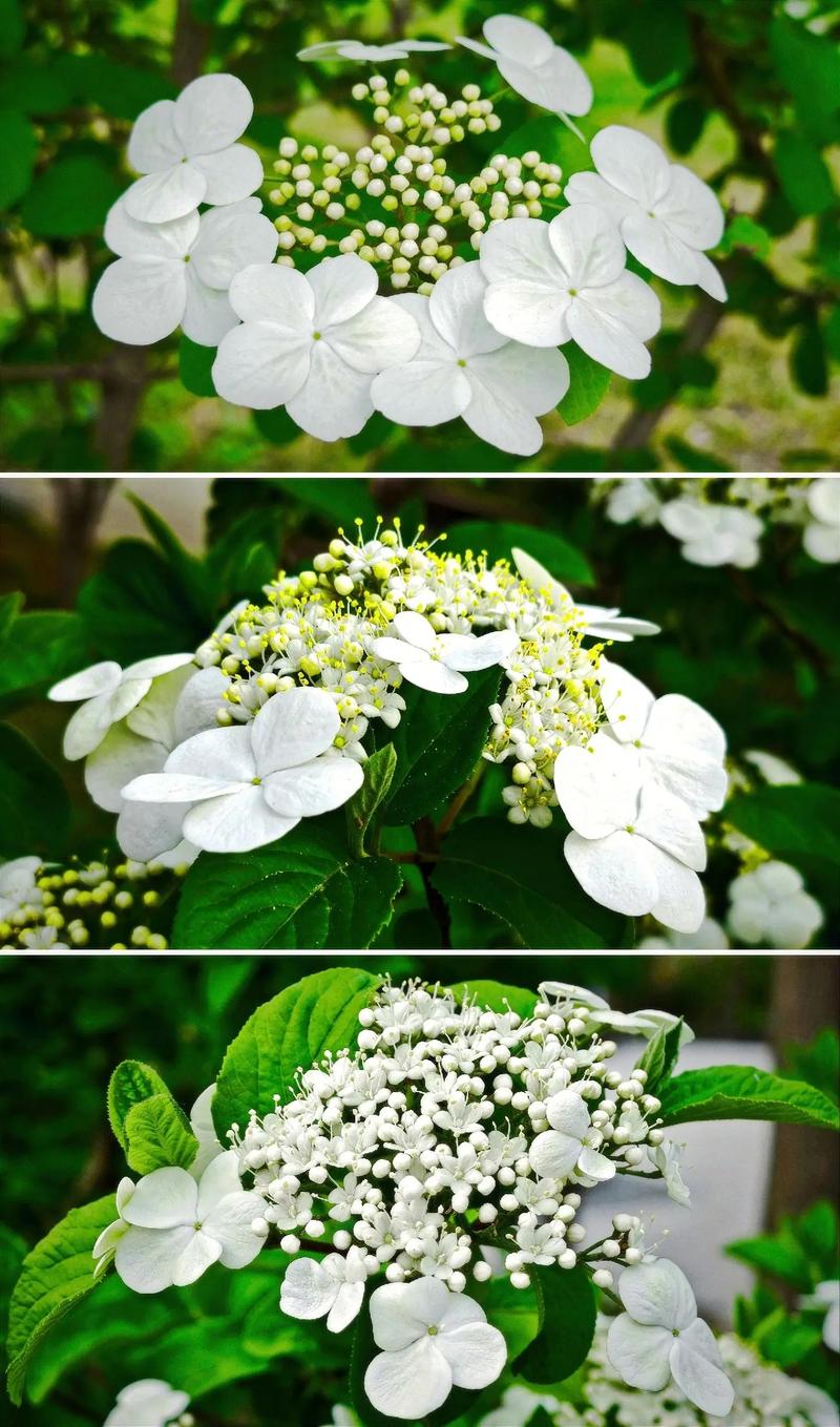 琼花怎么嫁接,琼花怎么嫁接中华木绣球视频?-第2张图片-优品飞百科 琼花怎么嫁接,琼花怎么嫁接中华木绣球视频?-第2张图片-优品飞百科