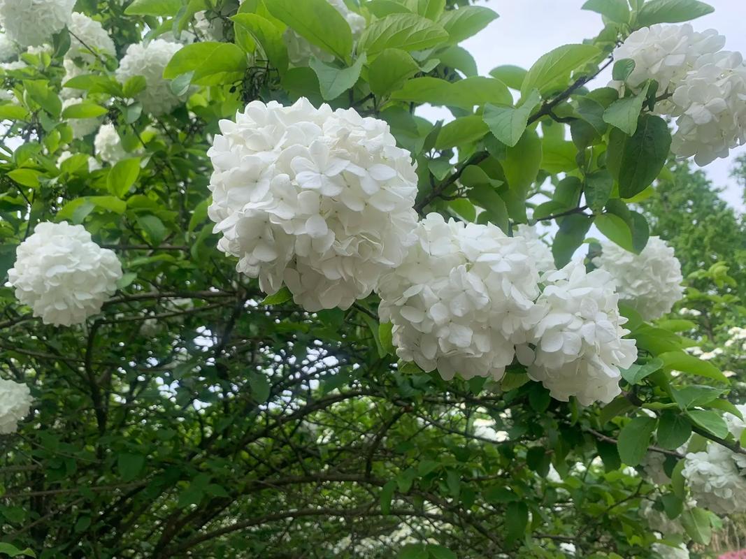 琼花怎么嫁接,琼花怎么嫁接中华木绣球视频?-第3张图片-优品飞百科 琼花怎么嫁接,琼花怎么嫁接中华木绣球视频?-第3张图片-优品飞百科