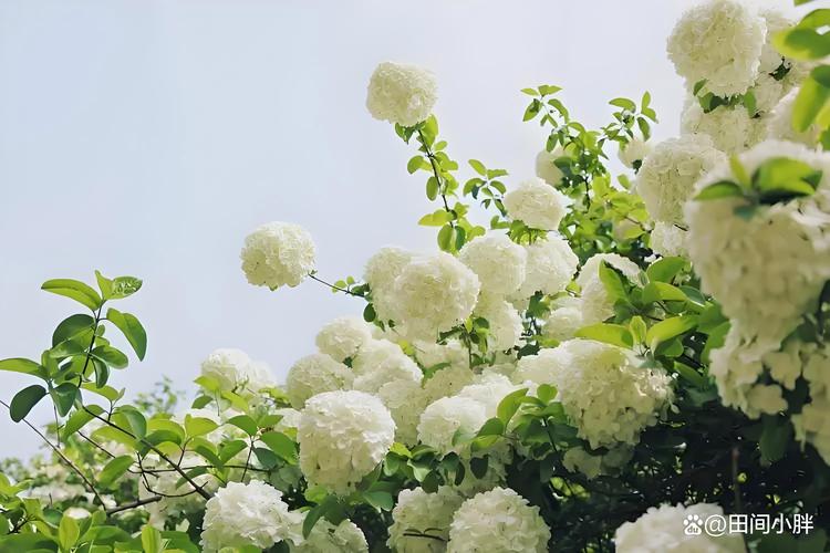 琼花怎么嫁接,琼花怎么嫁接中华木绣球视频?-第4张图片-优品飞百科 琼花怎么嫁接,琼花怎么嫁接中华木绣球视频?-第4张图片-优品飞百科