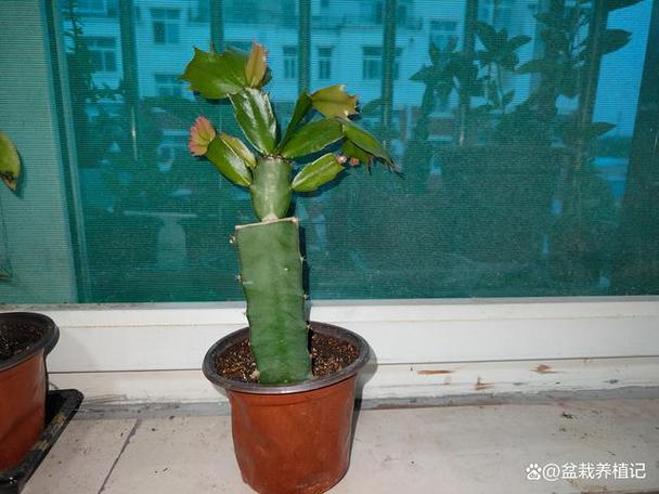 火龙果无痕嫁接蟹爪兰的方法，如何在火龙果上嫁接蟹爪兰