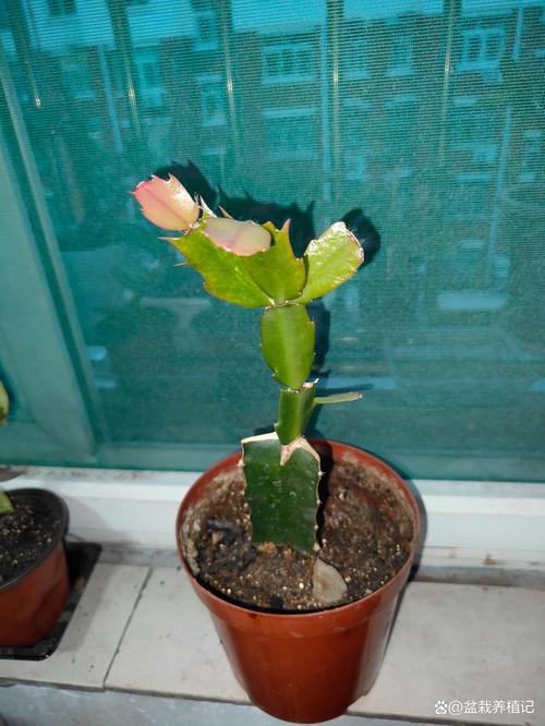 火龙果无痕嫁接蟹爪兰的方法，如何在火龙果上嫁接蟹爪兰-第2张图片-优品飞百科