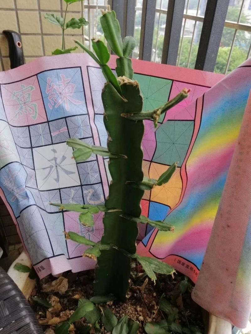 火龙果无痕嫁接蟹爪兰的方法，如何在火龙果上嫁接蟹爪兰-第3张图片-优品飞百科