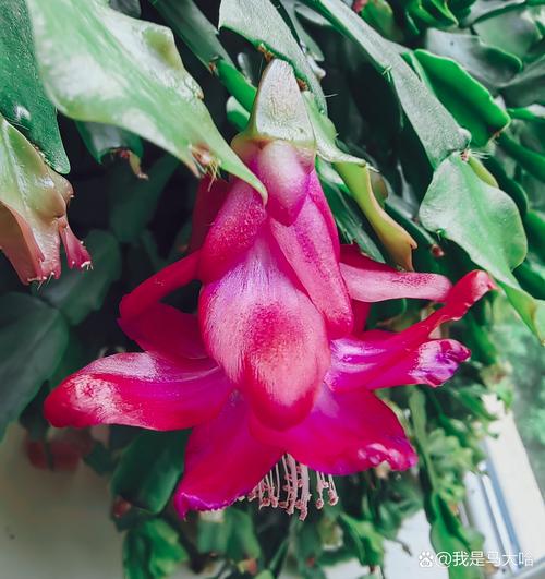 火龙果无痕嫁接蟹爪兰的方法，如何在火龙果上嫁接蟹爪兰-第4张图片-优品飞百科