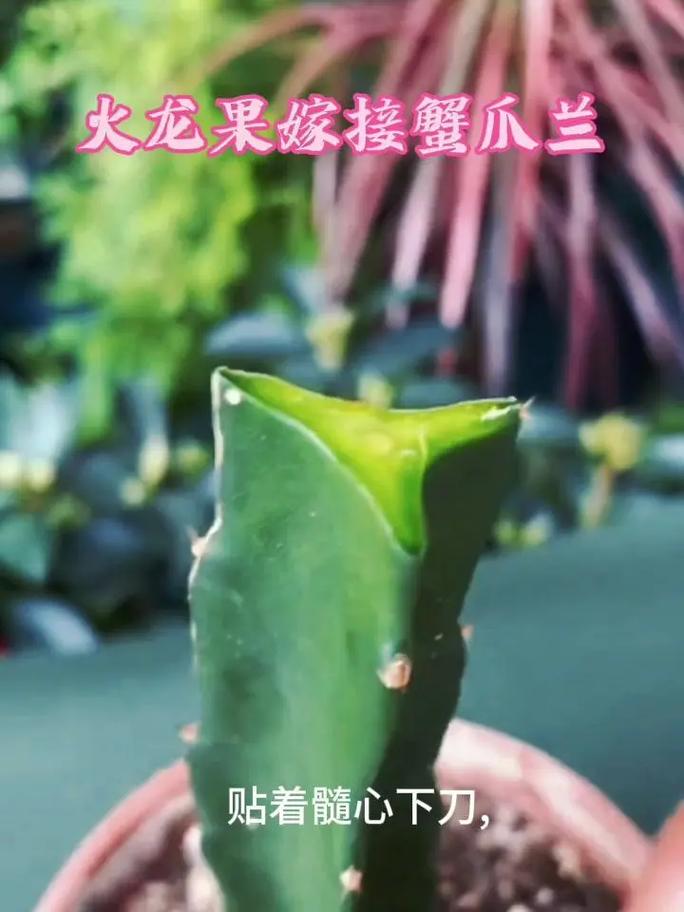 火龙果无痕嫁接蟹爪兰的方法，如何在火龙果上嫁接蟹爪兰-第5张图片-优品飞百科