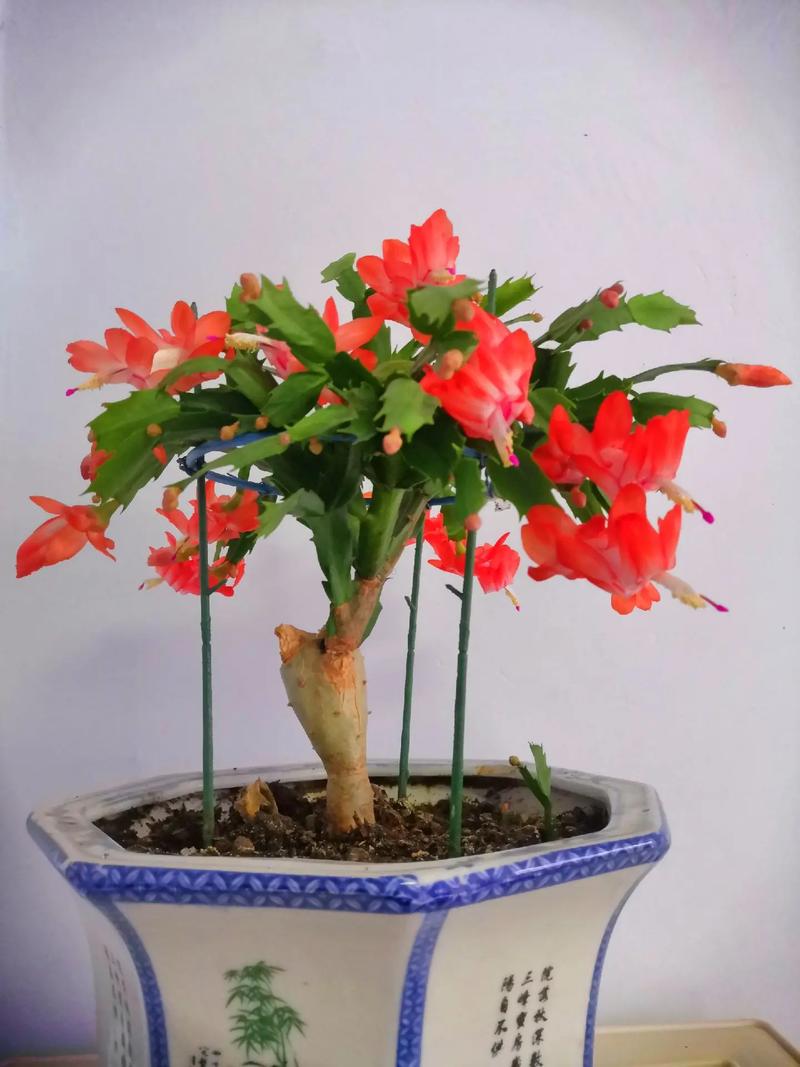 火龙果无痕嫁接蟹爪兰的方法，如何在火龙果上嫁接蟹爪兰-第6张图片-优品飞百科