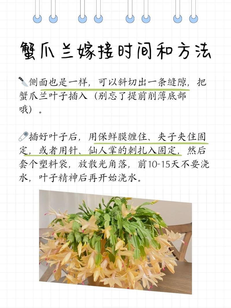 蟹爪兰夏季怎么养，蟹爪兰夏季怎么养花怎么养？-第2张图片-优品飞百科