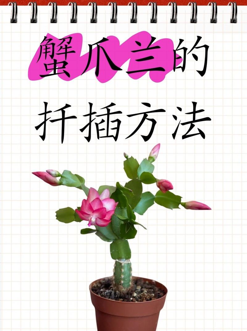 蟹爪兰夏季怎么养，蟹爪兰夏季怎么养花怎么养？-第3张图片-优品飞百科