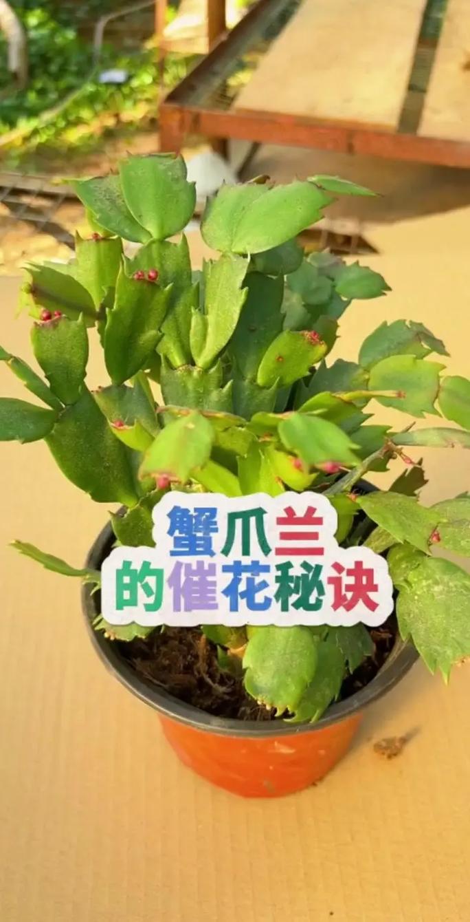 蟹爪兰夏季怎么养，蟹爪兰夏季怎么养花怎么养？-第5张图片-优品飞百科