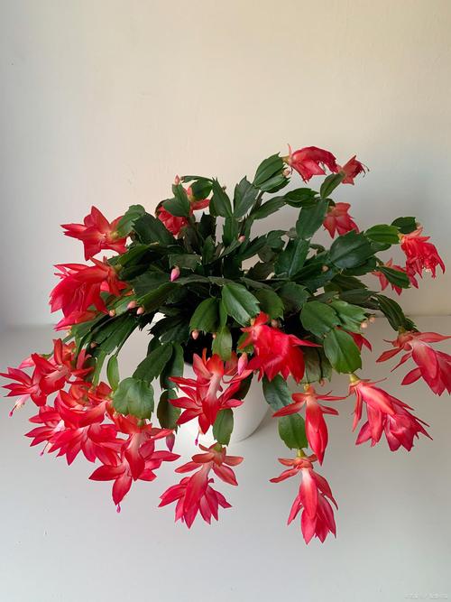 蟹爪兰夏季怎么养，蟹爪兰夏季怎么养花怎么养？-第6张图片-优品飞百科