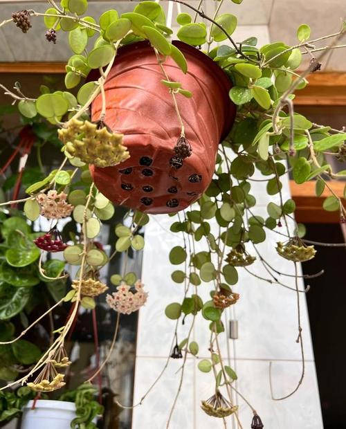 把花吊上天花板，吊在天花板上