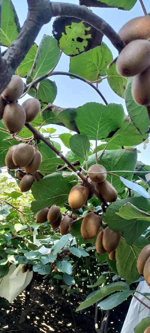 猕猴桃的养殖方法，猕猴桃如何养殖？