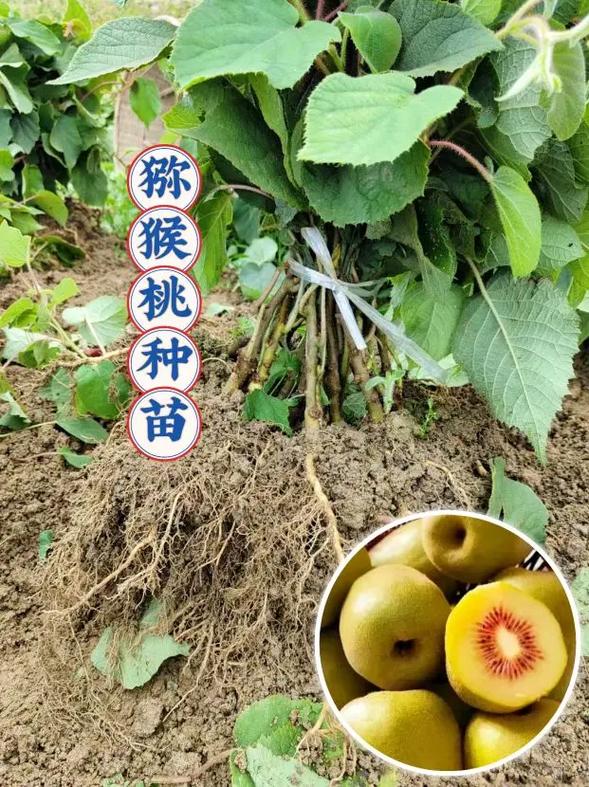 猕猴桃的养殖方法，猕猴桃如何养殖？-第3张图片-优品飞百科