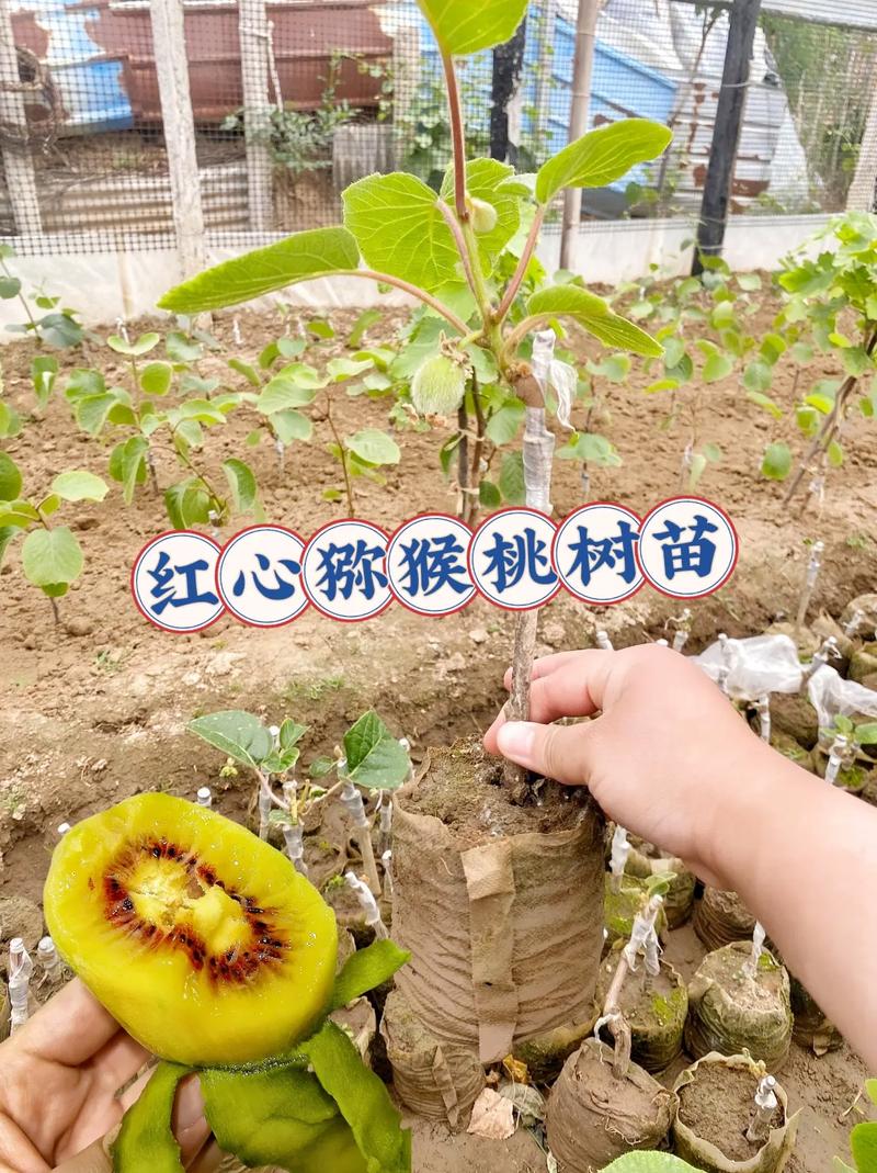 猕猴桃的养殖方法，猕猴桃如何养殖？-第2张图片-优品飞百科