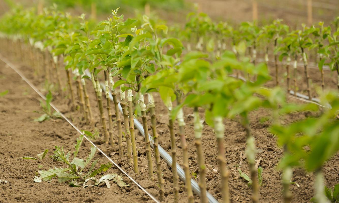 猕猴桃的养殖方法，猕猴桃如何养殖？-第4张图片-优品飞百科