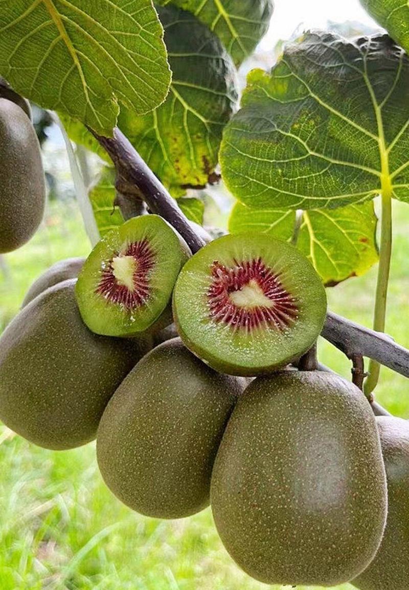 猕猴桃的养殖方法，猕猴桃如何养殖？-第5张图片-优品飞百科