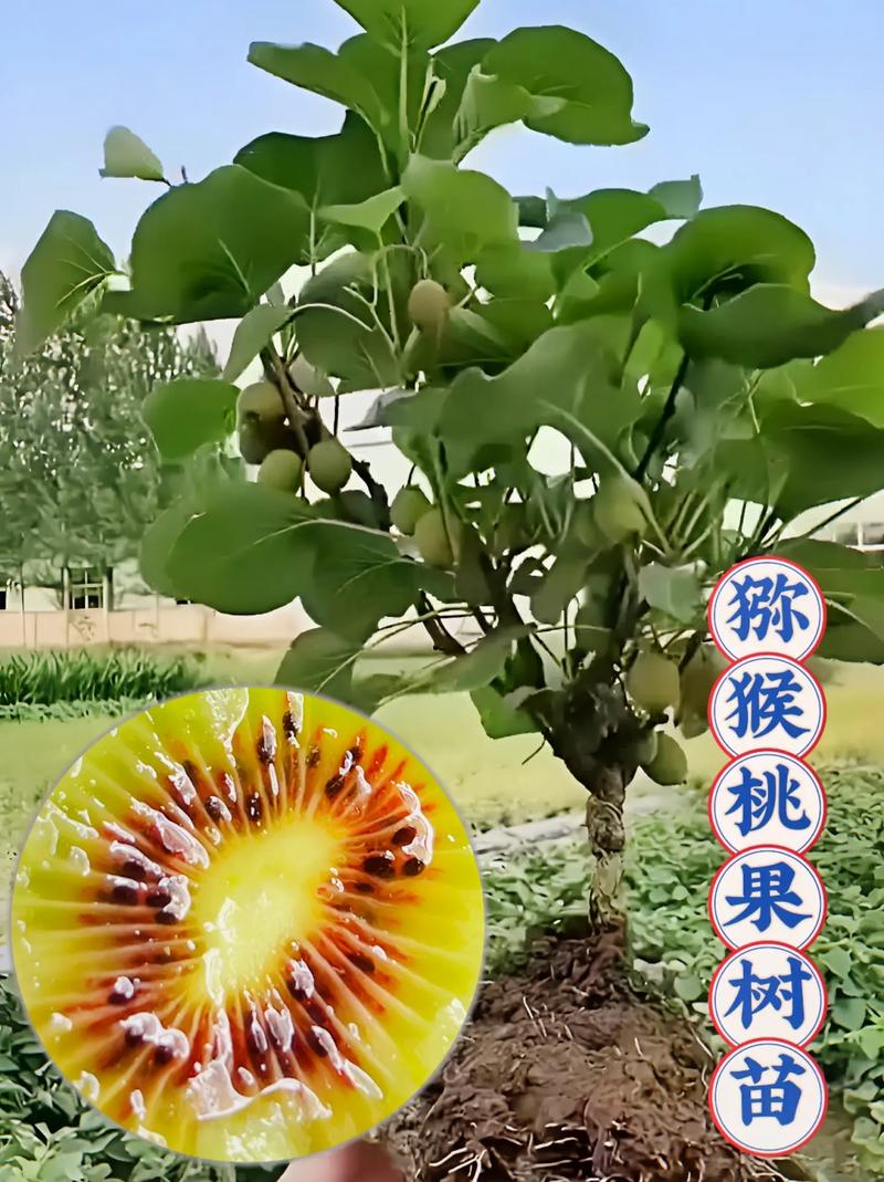 猕猴桃的养殖方法，猕猴桃如何养殖？-第7张图片-优品飞百科