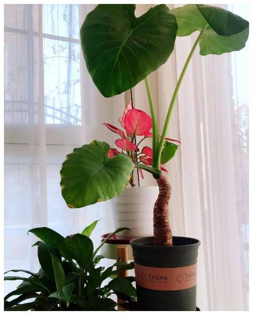 滴水观音适合用什么盆，滴水观音适合用什么盆栽？