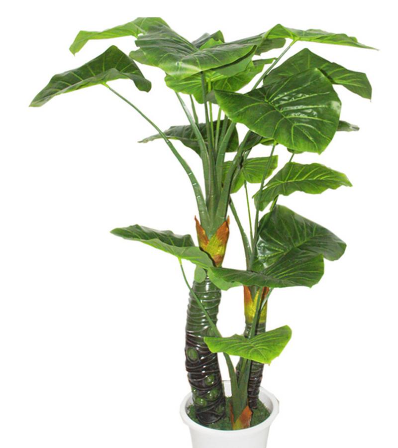 滴水观音适合用什么盆,滴水观音适合用什么盆栽?-第2张图片-优品飞百科 滴水观音适合用什么盆,滴水观音适合用什么盆栽?-第2张图片-优品飞百科