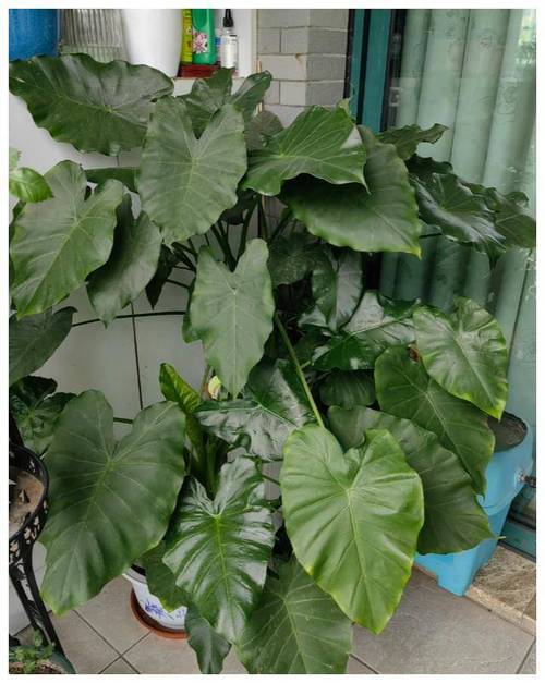 滴水观音适合用什么盆,滴水观音适合用什么盆栽?-第5张图片-优品飞百科 滴水观音适合用什么盆,滴水观音适合用什么盆栽?-第5张图片-优品飞百科