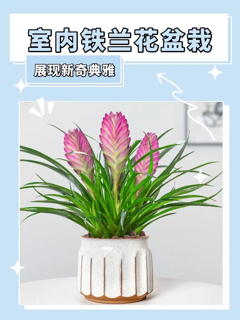 铁兰花怎么养，铁兰花喜阴还是喜阳