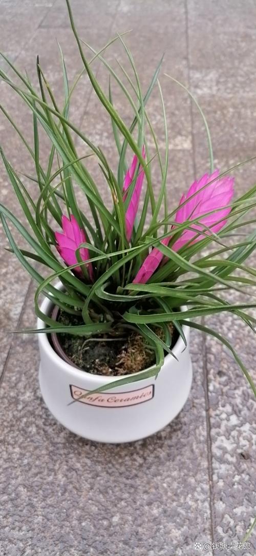 铁兰花怎么养,铁兰花喜阴还是喜阳-第2张图片-优品飞百科 铁兰花怎么养,铁兰花喜阴还是喜阳-第2张图片-优品飞百科