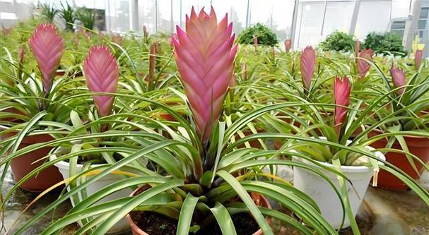 铁兰花怎么养,铁兰花喜阴还是喜阳-第3张图片-优品飞百科 铁兰花怎么养,铁兰花喜阴还是喜阳-第3张图片-优品飞百科