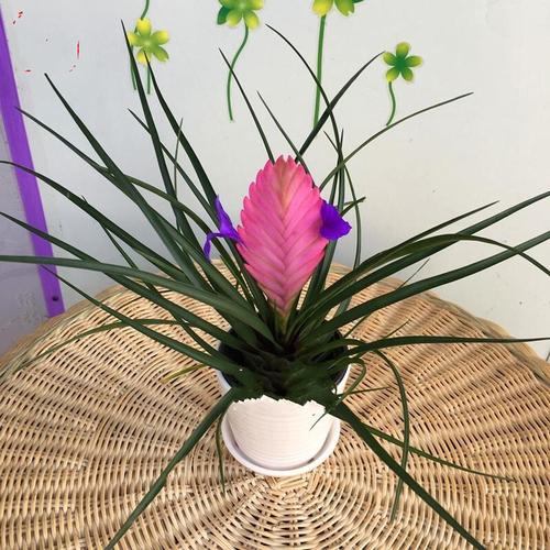 铁兰花怎么养,铁兰花喜阴还是喜阳-第4张图片-优品飞百科 铁兰花怎么养,铁兰花喜阴还是喜阳-第4张图片-优品飞百科