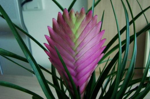 铁兰花怎么养,铁兰花喜阴还是喜阳-第5张图片-优品飞百科 铁兰花怎么养,铁兰花喜阴还是喜阳-第5张图片-优品飞百科