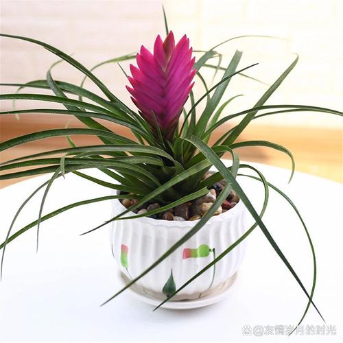 铁兰花怎么养,铁兰花喜阴还是喜阳-第7张图片-优品飞百科 铁兰花怎么养,铁兰花喜阴还是喜阳-第7张图片-优品飞百科