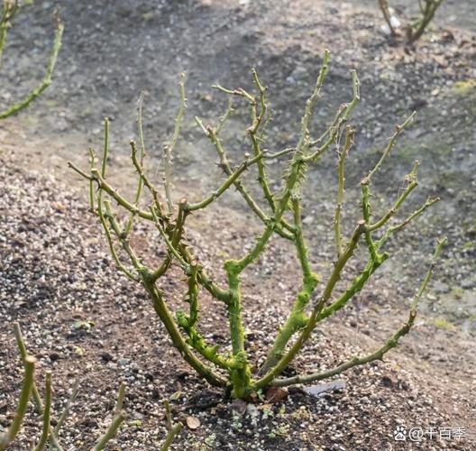 月季修剪时间和方法，地栽月季修剪时间和方法