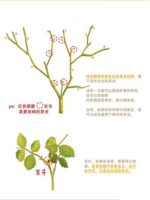 月季修剪时间和方法,地栽月季修剪时间和方法-第2张图片-优品飞百科 月季修剪时间和方法,地栽月季修剪时间和方法-第2张图片-优品飞百科