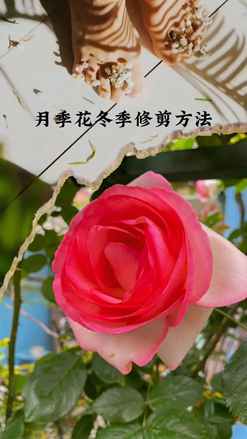 月季修剪时间和方法,地栽月季修剪时间和方法-第3张图片-优品飞百科 月季修剪时间和方法,地栽月季修剪时间和方法-第3张图片-优品飞百科