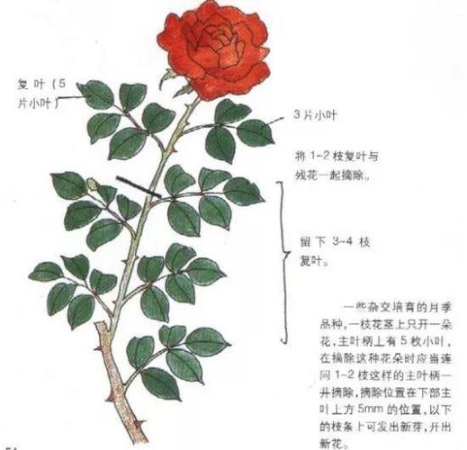 月季修剪时间和方法,地栽月季修剪时间和方法-第4张图片-优品飞百科 月季修剪时间和方法,地栽月季修剪时间和方法-第4张图片-优品飞百科