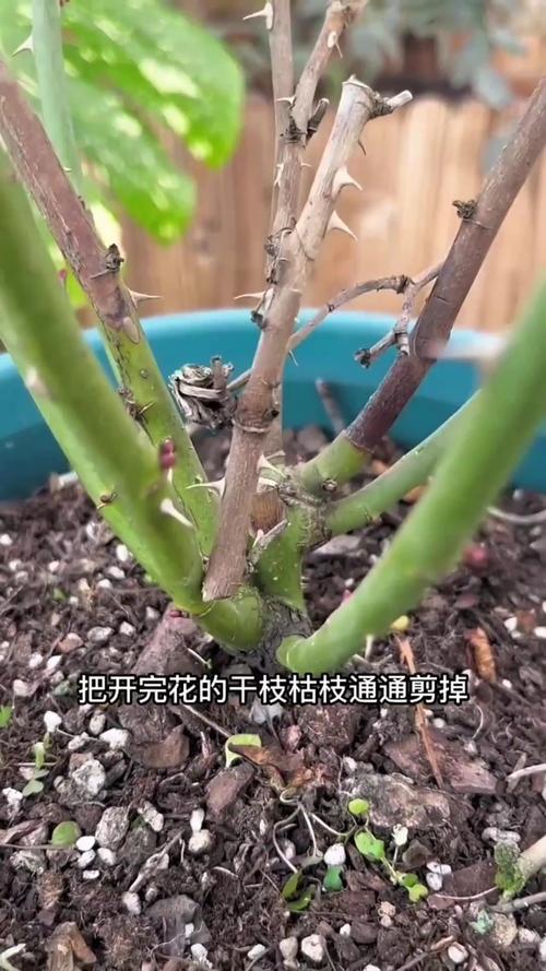 月季修剪时间和方法,地栽月季修剪时间和方法-第6张图片-优品飞百科 月季修剪时间和方法,地栽月季修剪时间和方法-第6张图片-优品飞百科