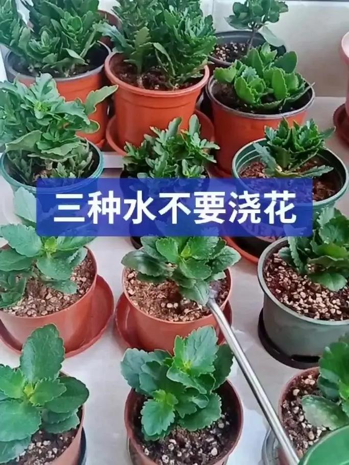 节节高多久换一次水，节节高怎么换水