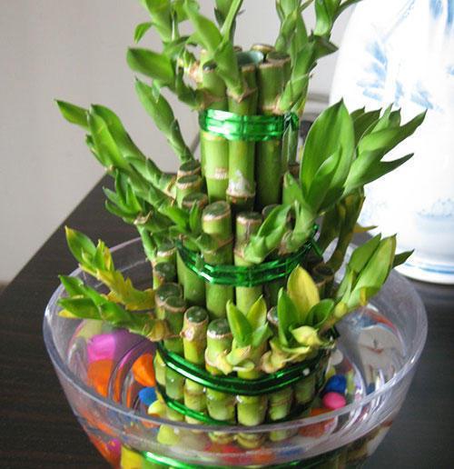 节节高多久换一次水，节节高怎么换水-第4张图片-优品飞百科