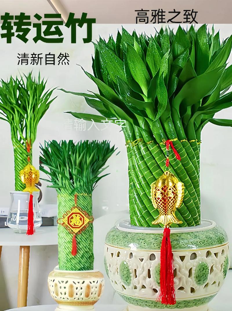 节节高多久换一次水，节节高怎么换水-第6张图片-优品飞百科