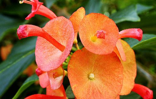 紫荆的冬天养殖禁忌？紫荆花冬天的养殖方法和注意事项？