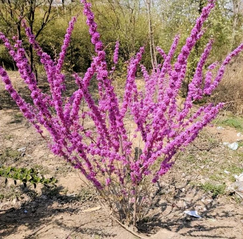 紫荆的冬天养殖禁忌?紫荆花冬天的养殖方法和注意事项?-第2张图片-优品飞百科 紫荆的冬天养殖禁忌?紫荆花冬天的养殖方法和注意事项?-第2张图片-优品飞百科