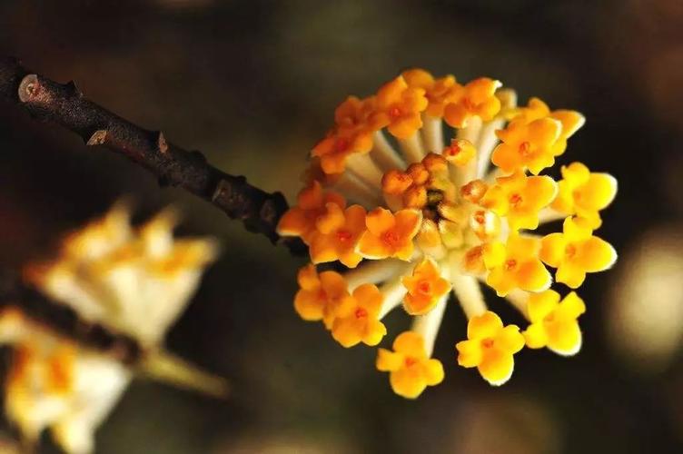 紫荆的冬天养殖禁忌?紫荆花冬天的养殖方法和注意事项?-第3张图片-优品飞百科 紫荆的冬天养殖禁忌?紫荆花冬天的养殖方法和注意事项?-第3张图片-优品飞百科