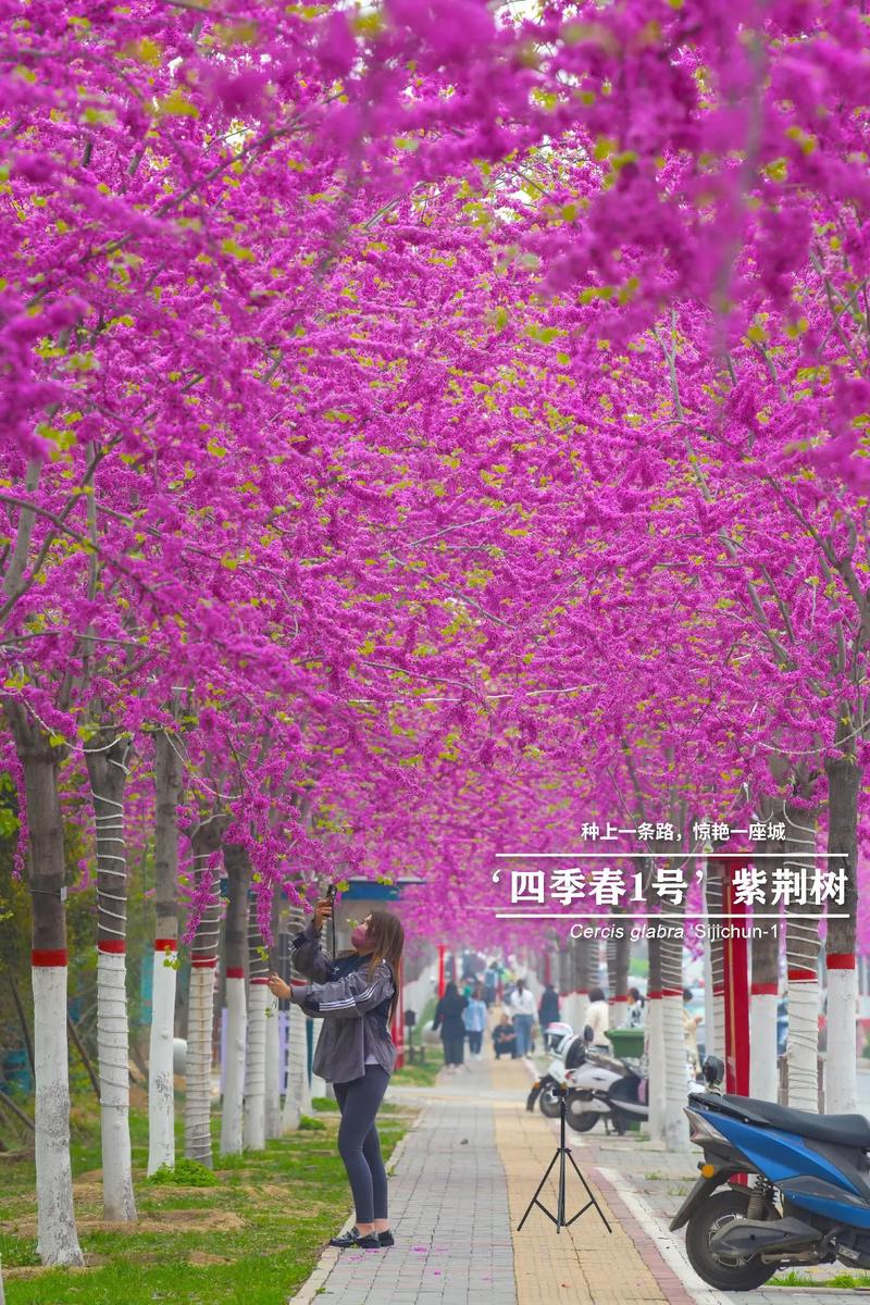 紫荆的冬天养殖禁忌?紫荆花冬天的养殖方法和注意事项?-第4张图片-优品飞百科 紫荆的冬天养殖禁忌?紫荆花冬天的养殖方法和注意事项?-第4张图片-优品飞百科