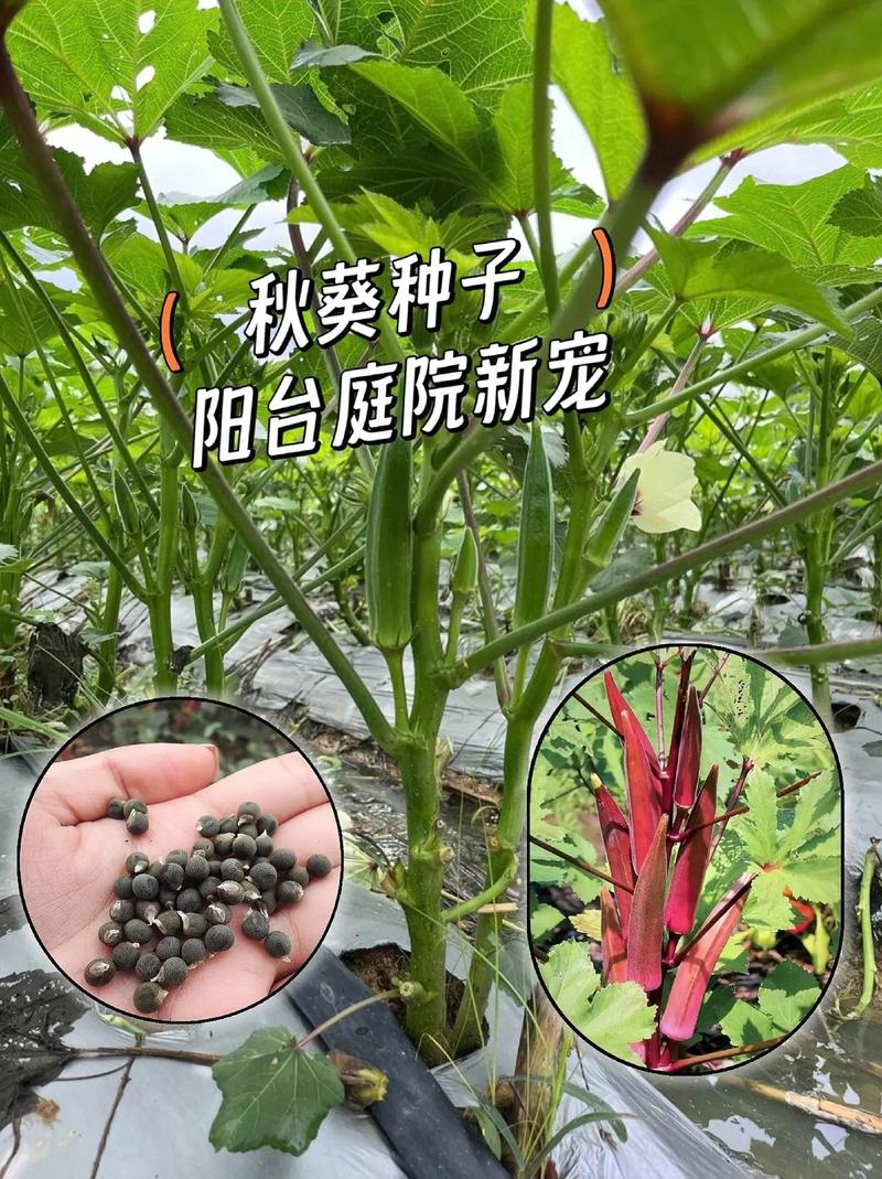 秋葵光照不足能结果吗？秋葵需要光照吗？