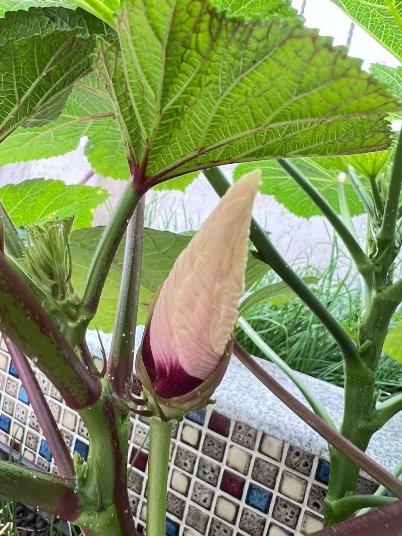 秋葵光照不足能结果吗?秋葵需要光照吗?-第2张图片-优品飞百科 秋葵光照不足能结果吗?秋葵需要光照吗?-第2张图片-优品飞百科