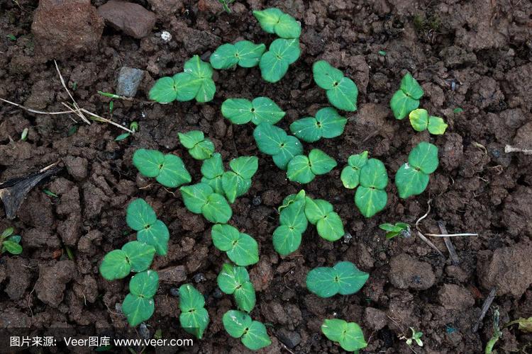 秋葵光照不足能结果吗?秋葵需要光照吗?-第3张图片-优品飞百科 秋葵光照不足能结果吗?秋葵需要光照吗?-第3张图片-优品飞百科