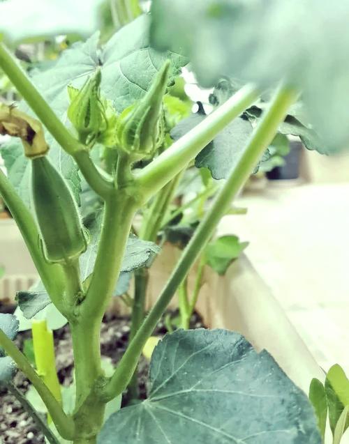 秋葵光照不足能结果吗?秋葵需要光照吗?-第5张图片-优品飞百科 秋葵光照不足能结果吗?秋葵需要光照吗?-第5张图片-优品飞百科