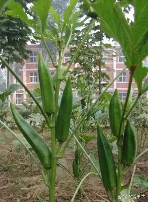 秋葵光照不足能结果吗?秋葵需要光照吗?-第6张图片-优品飞百科 秋葵光照不足能结果吗?秋葵需要光照吗?-第6张图片-优品飞百科