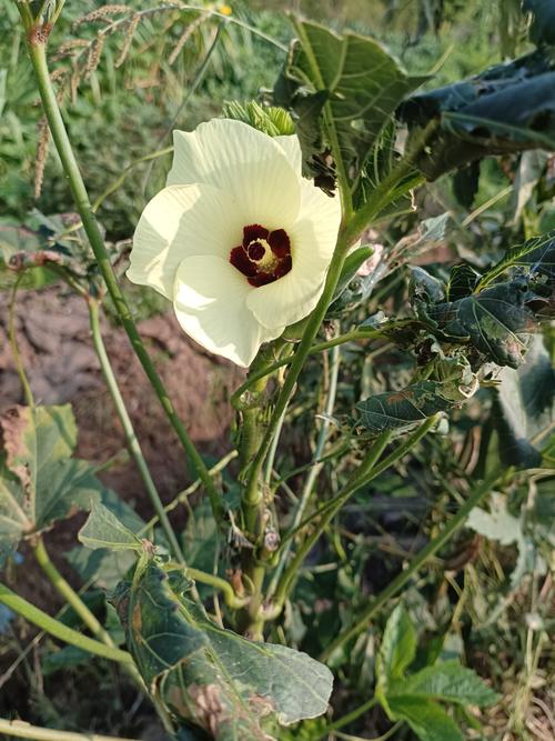 秋葵光照不足能结果吗?秋葵需要光照吗?-第7张图片-优品飞百科 秋葵光照不足能结果吗?秋葵需要光照吗?-第7张图片-优品飞百科