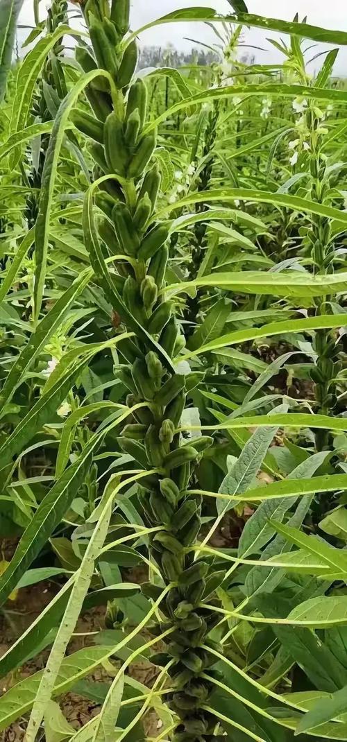 秋葵光照不足能结果吗?秋葵需要光照吗?-第8张图片-优品飞百科 秋葵光照不足能结果吗?秋葵需要光照吗?-第8张图片-优品飞百科