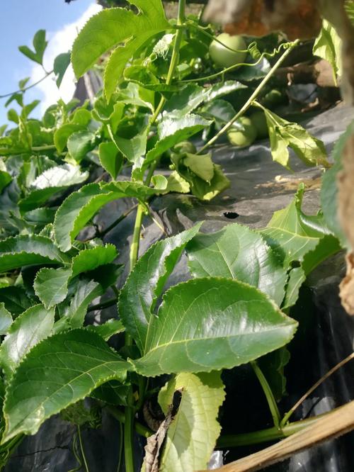 怎么给百香果换盆？百香果换土？-第2张图片-优品飞百科